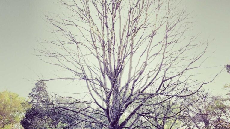 How Does The Cricbet99 Toss Feature Work?